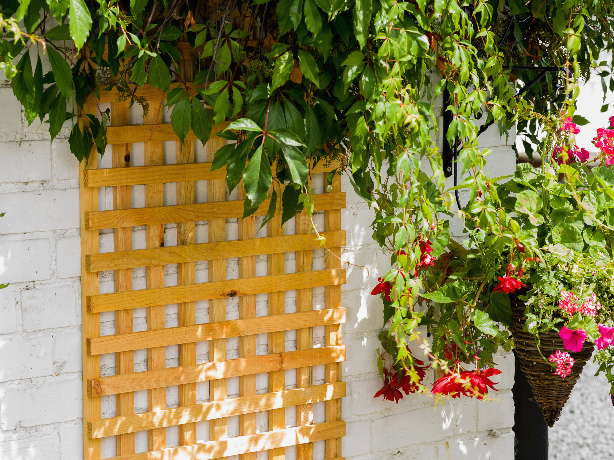 A fine mesh square style, heavy duty trellis that is great as a fence top, privacy screen or supporting climbing plants. The Badminton Trellis is manufactured from fine sawn timber that provides a smooth and exceptional finish and is available pressure-treated golden brown for longevity in use.