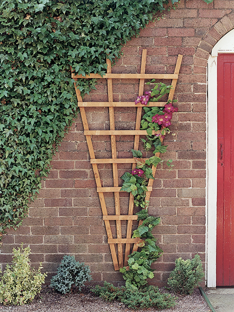 This fan shape trellis allows plants to be supported in a more interesting and natural shape with a new and improved, fine sawn timber finish. This trellis is pressure-treated golden brown for protection against wood rot