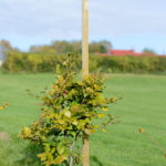 Dahlia stakes are square cut pressure treated pieces of timber which are best used to support your plants or trees.