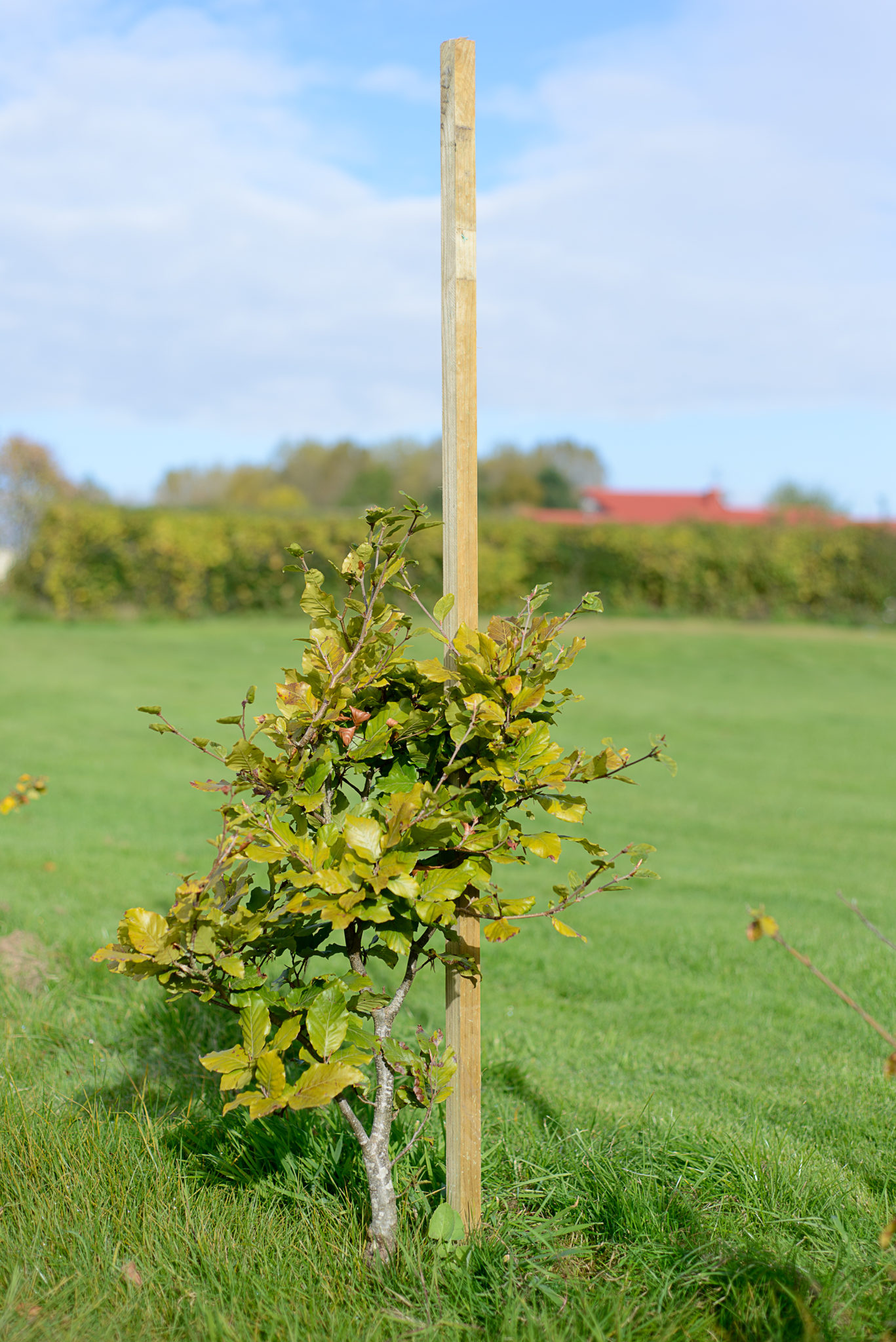 Dahlia stakes are square cut pressure treated pieces of timber which are best used to support your plants or trees.