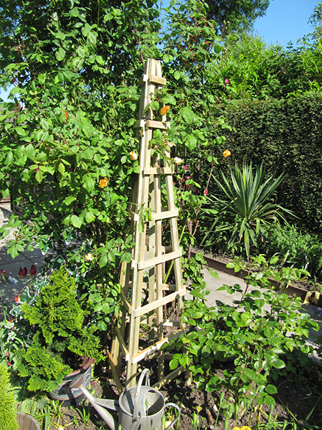 This three sided Trellis Obelisk is ideal for growing runner beans or other climbing plants. The pressure treated timber provides extra protection against wood rot and decay.
