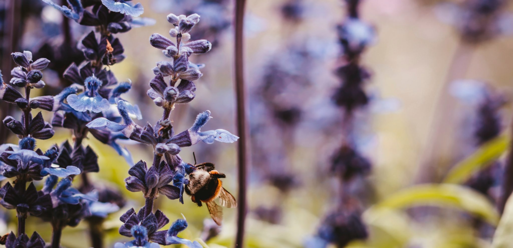 How You Can Help Save the Humble Bumblebee